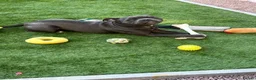 Staffordshire Bull Terrier dogs for sale: KC Staffordshire Bull Terrier Puppies - Advert 3