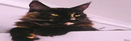 Maine Coon cats for sale: Stunning Pure breed Maincoon kittens - Advert 3