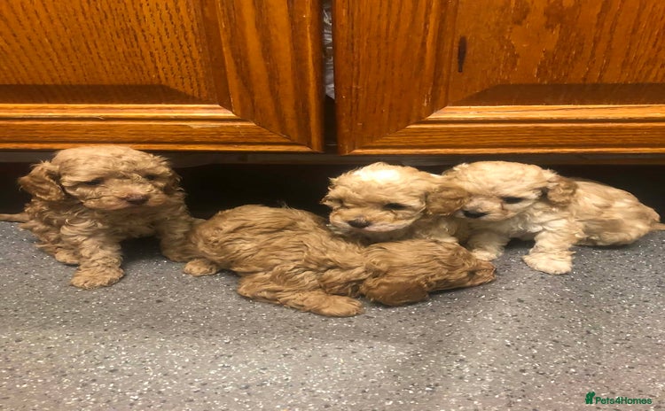 Cavapoo dogs Cavapoo puppies  - Advert 1