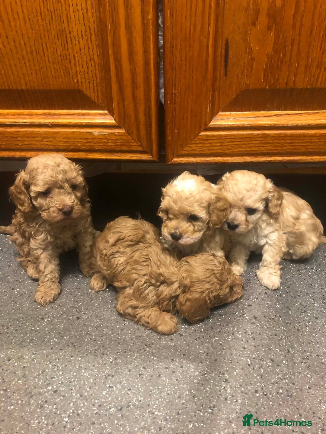 Cavapoo dogs for sale: Cavapoo puppies  - Advert 1