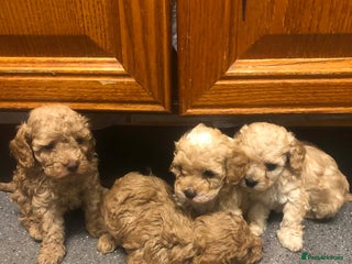 Cavapoo dogs Cavapoo puppies - Advert 1