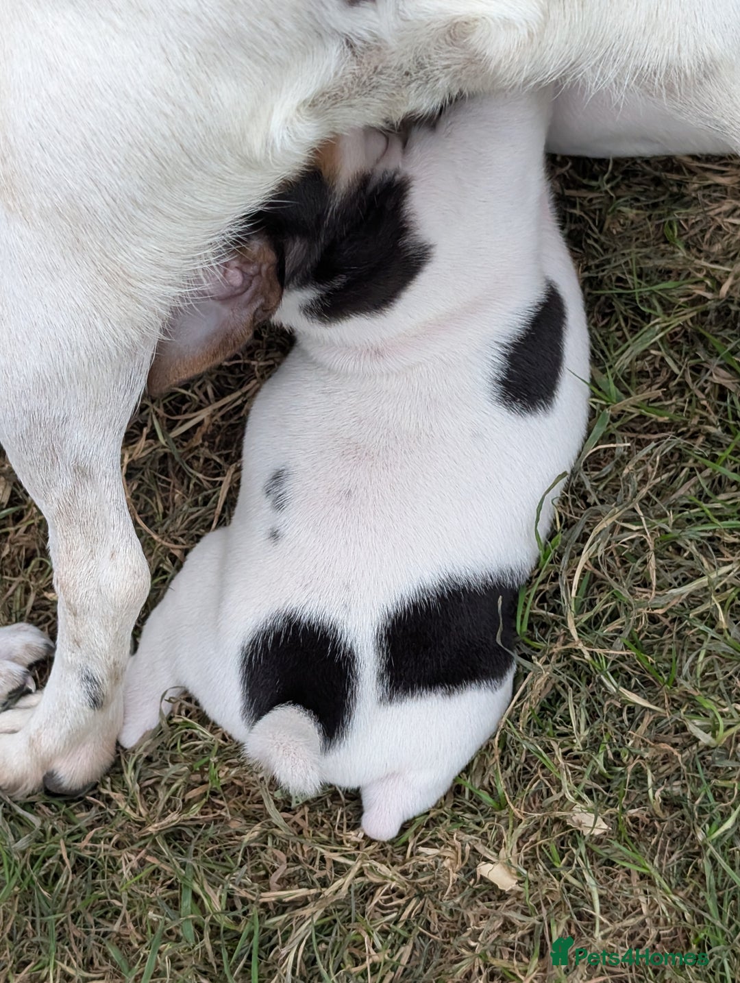 Jack Russell dogs for sale: Jack Russell puppys - Image 8