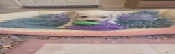 Maltese dogs for sale: Cute puppies❤️💜🩵🩶 - Advert 9