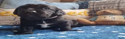 Springador dogs for sale: BEAUTIFUL SPRINGADOR PUPPIES - Advert 26