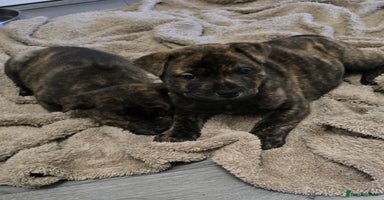 Mixed Breed dogs Chaffy puppies Chow x Staffy - Advert 4