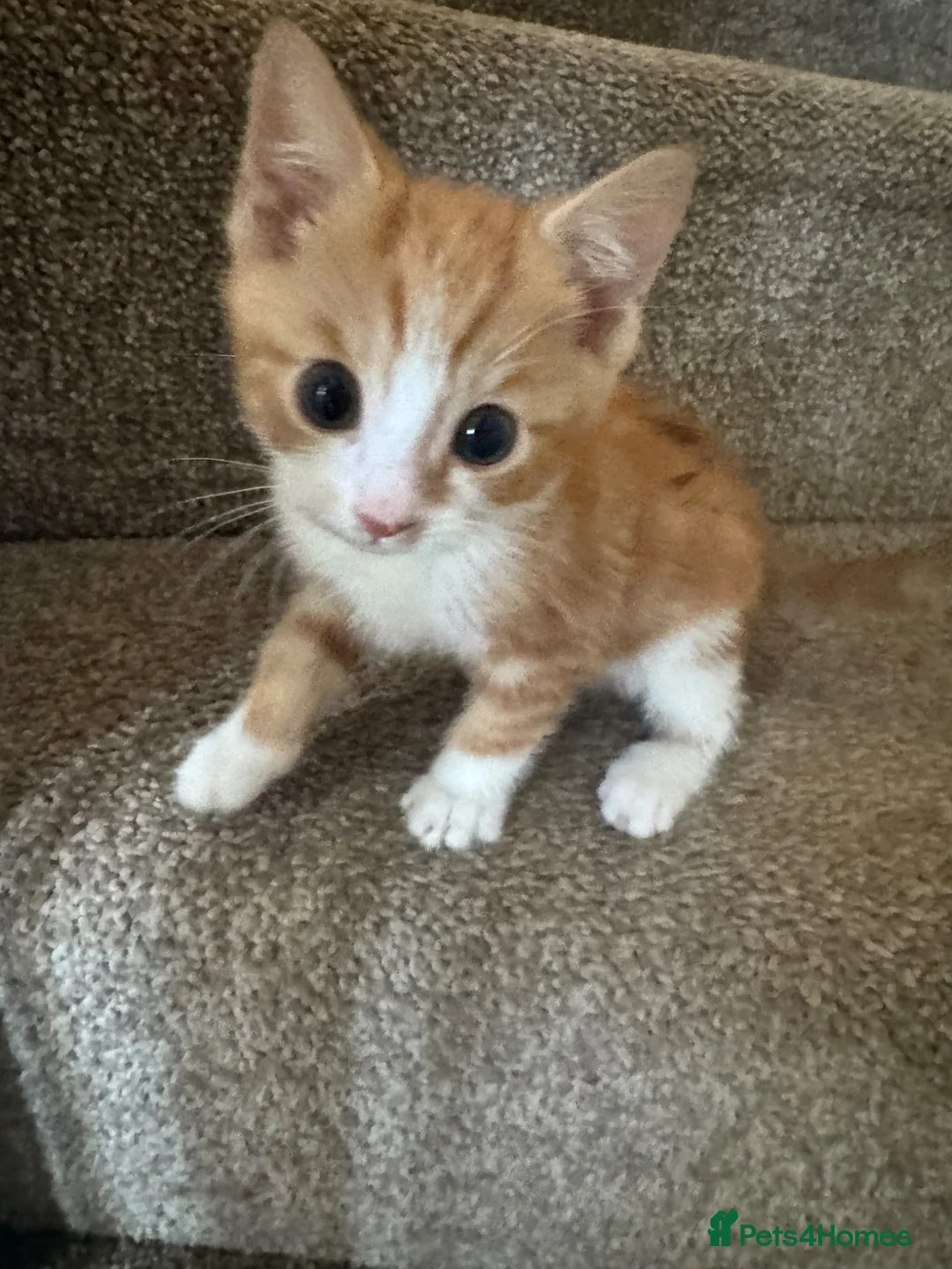 Mixed Breed cats for sale: 3 beautiful male kittens - Advert 12