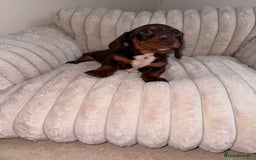 Miniature Dachshund dogs for sale: Miniature dachshund  - Image 9