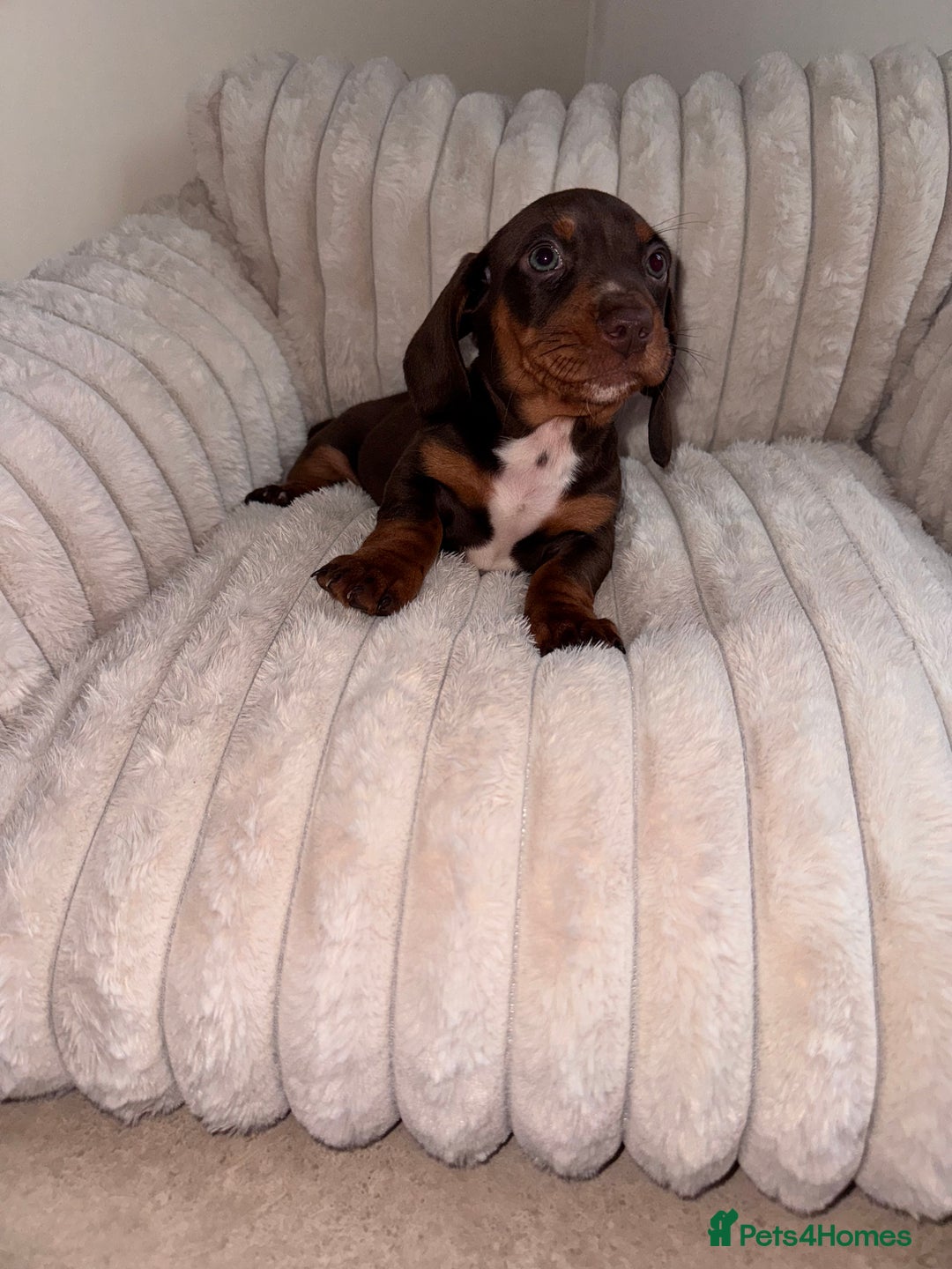 Miniature Dachshund dogs for sale: Miniature dachshund  - Image 9