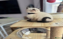 British Shorthair cats for sale: 💙 2 handsome  GCCF British Sorthair 💙 - Image 8