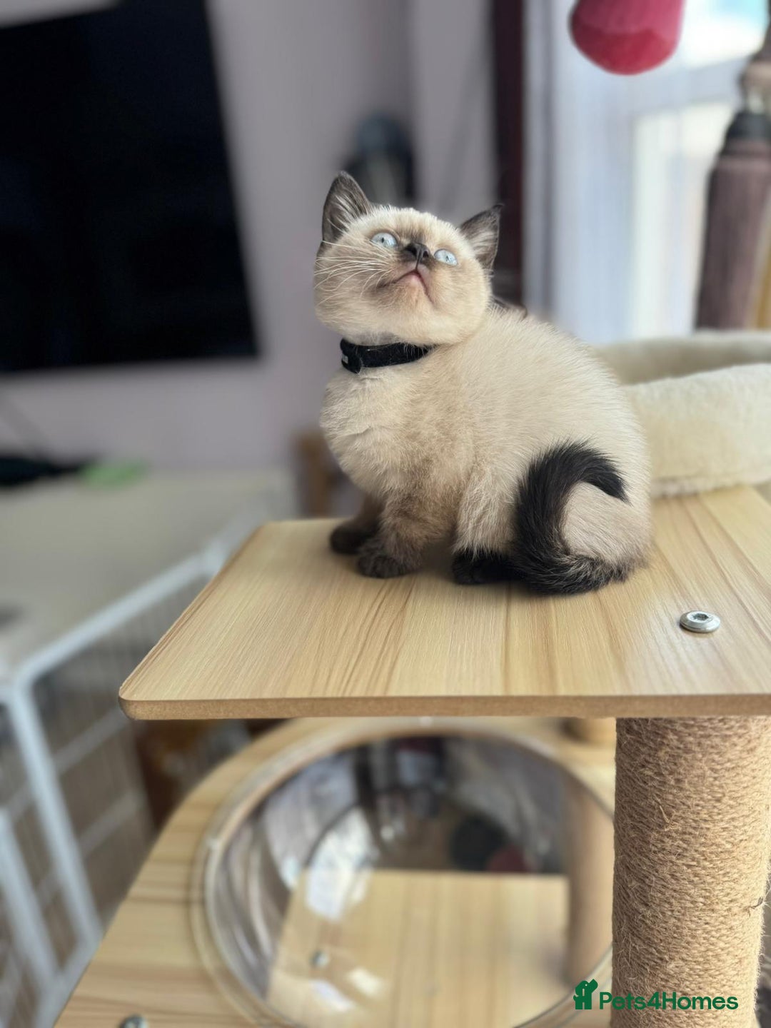 British Shorthair cats for sale: 💙 2 handsome  GCCF British Sorthair 💙 - Image 8