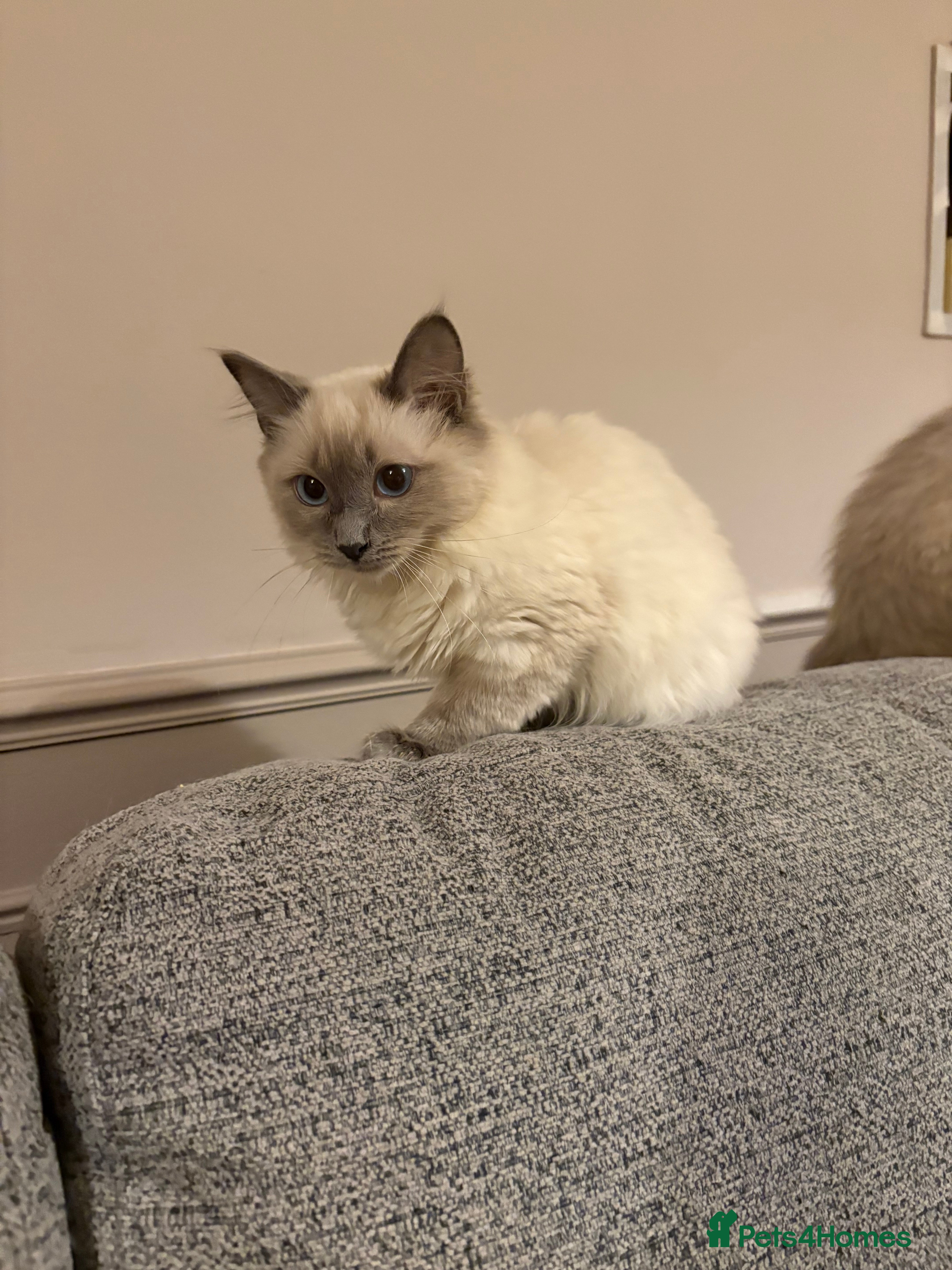 Ragdoll cats Beautiful GCCF Ragdoll Kittens  - Advert 6