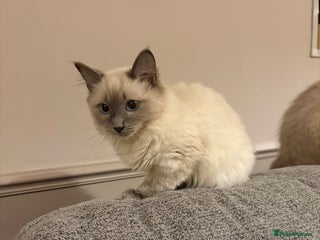 Ragdoll cats Beautiful GCCF Ragdoll Kittens - Advert 3