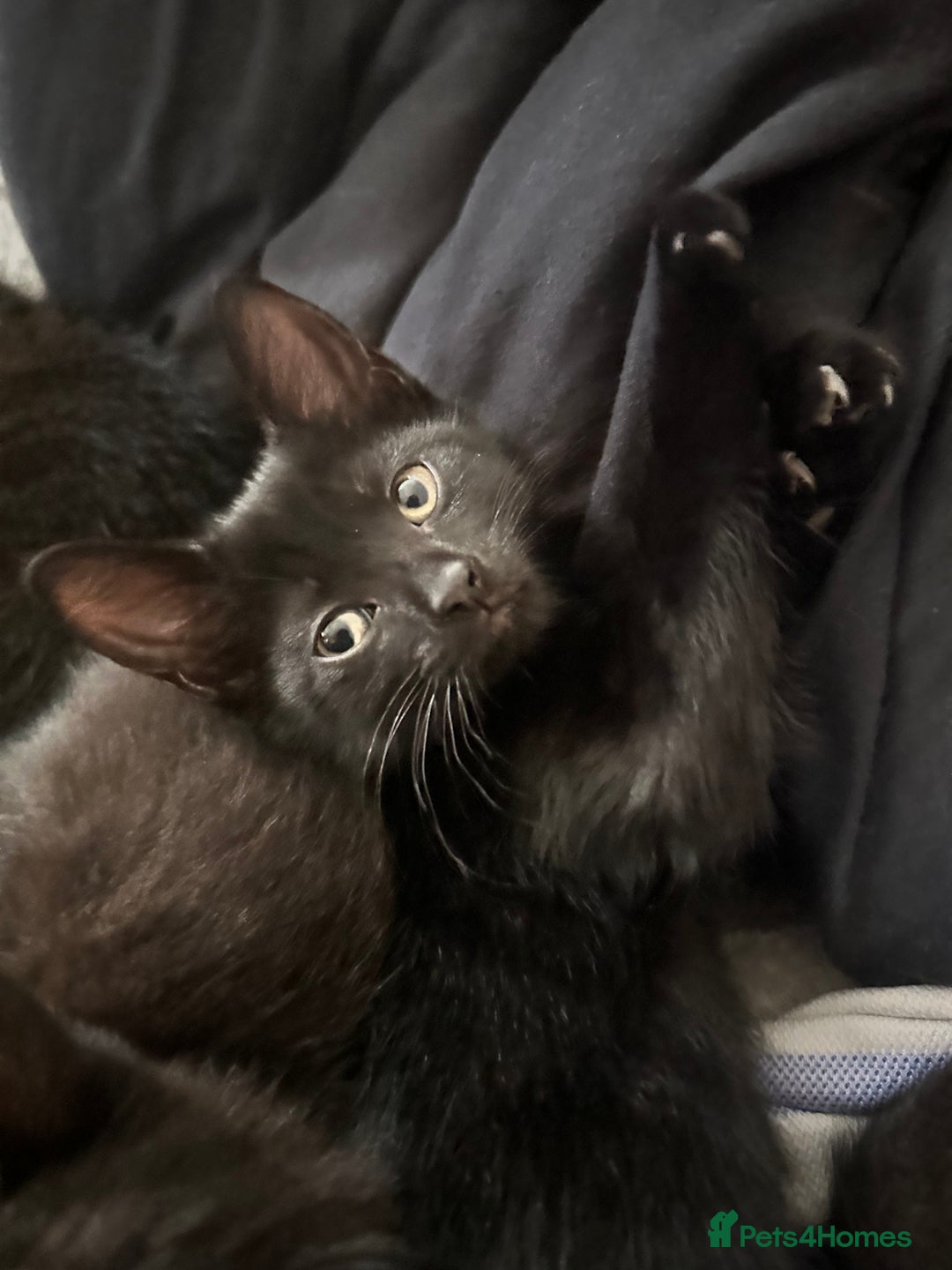 British Shorthair cats for sale: 💕✨ 4 Kittens ready for a new home 💕✨ kitten - Image 4