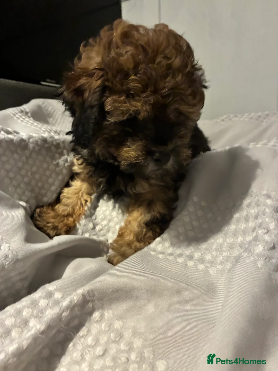Maltipoo dogs for sale: Maltipoo - Advert 5