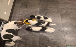 Jack Russell dogs for sale: Jack Russell Puppies - Image 3