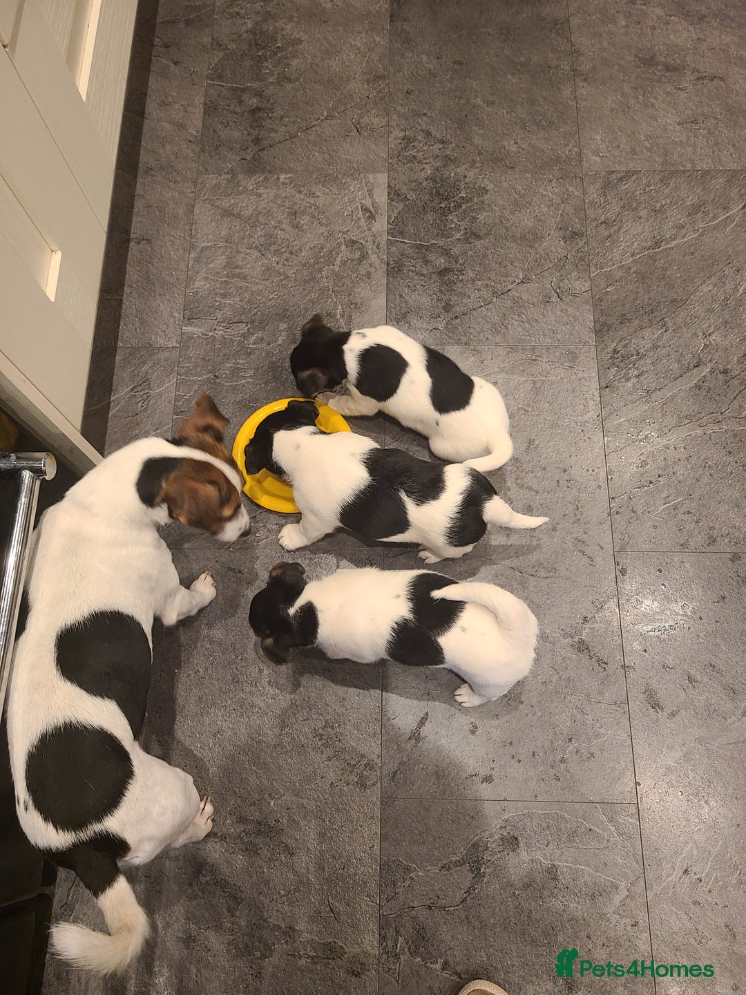 Jack Russell dogs for sale: Jack Russell Puppies - Image 3