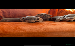 Miniature Dachshund dogs for sale: Minature daschund rainbow litter READY 19th SEPT - Image 21