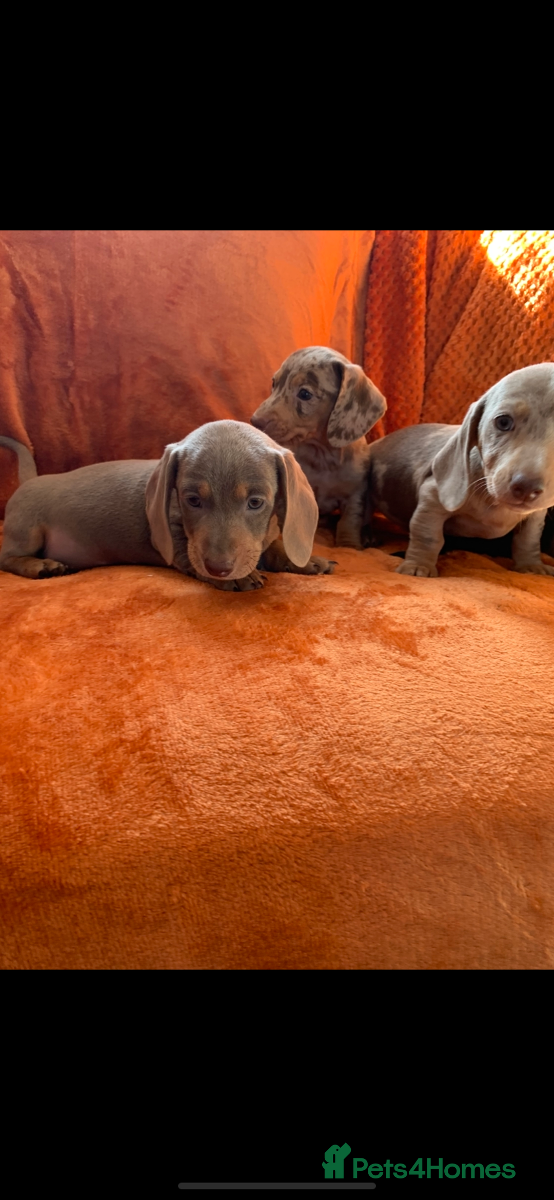 Miniature Dachshund dogs for sale: Minature daschund rainbow litter READY 19th SEPT - Image 21