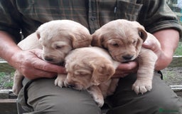 Cockerdor dogs for sale: Cockerdor Puppies  - Image 4