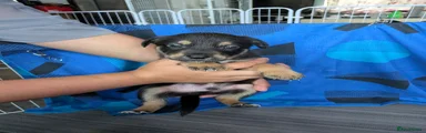 Mixed Breed 2