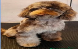 Cavapoochon dogs for sale: Rare Cavapoochons Home Raised PRA clear - Image 10