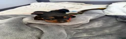 Miniature Dachshund dogs for sale: 6x miniature dachshund puppies - Advert 28