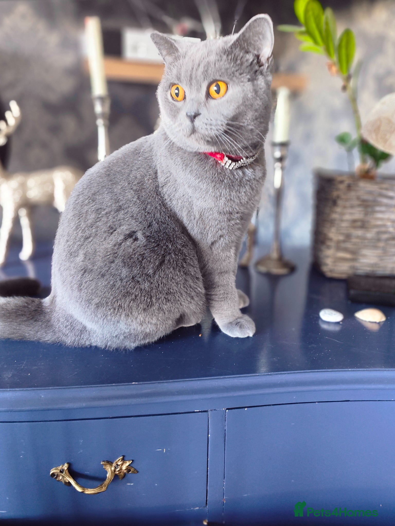 British Shorthair cats for sale: Last friendly girl-pure BSH parents pedigree  - Advert 6