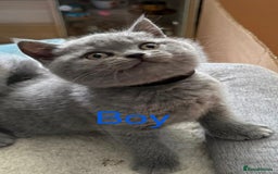 British Shorthair cats for sale: 2 Blue british shorthair for sale - Image 9