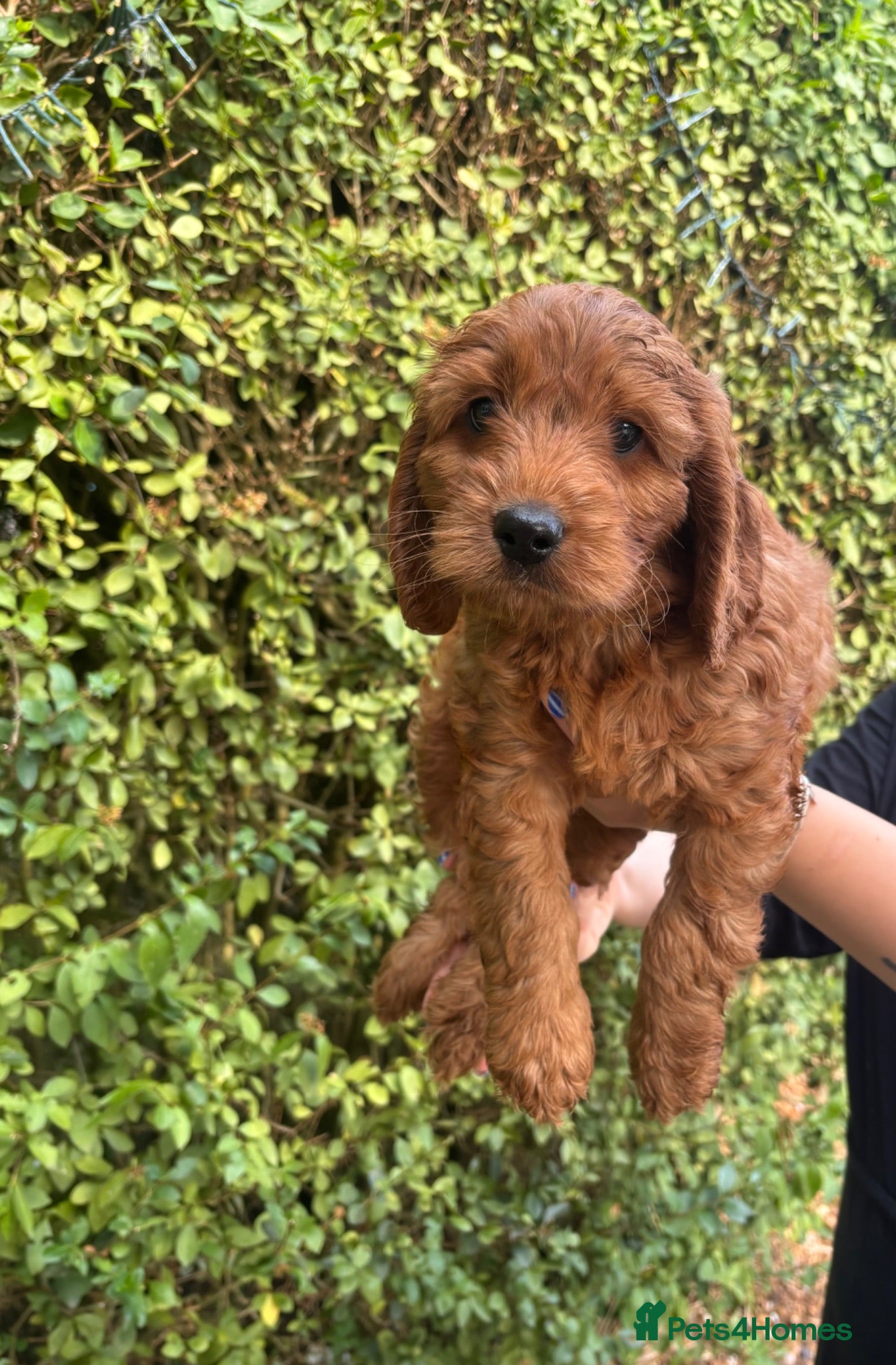 Cockapoo dogs F1 Cockapoos  - Advert 1