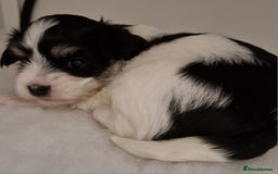 Havanese dogs for sale: Stunning KC Registered Havenese babies available.  - Image 11