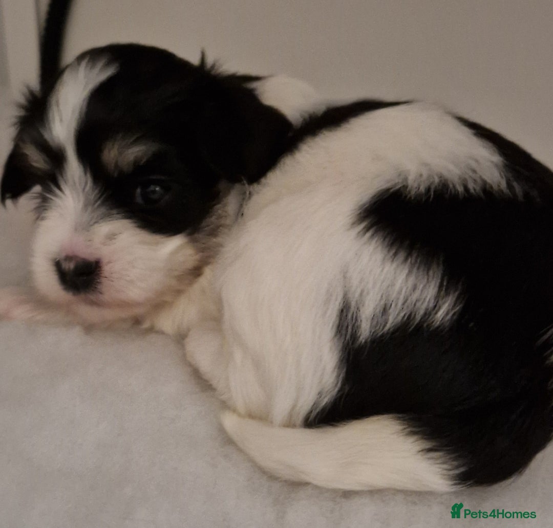 Havanese dogs for sale: Stunning KC Registered Havenese babies available.  - Image 11