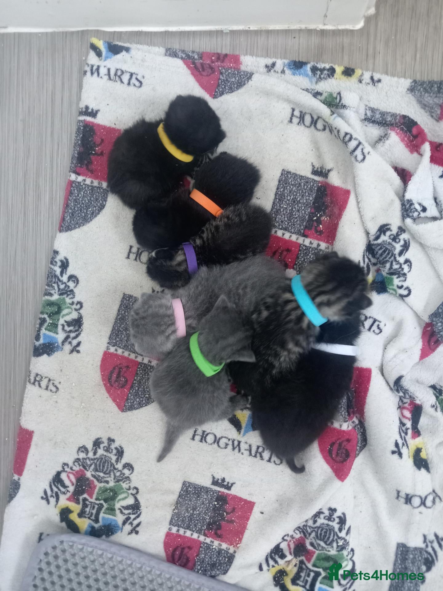 British Shorthair cats BSH CROSS kittens - Advert 8
