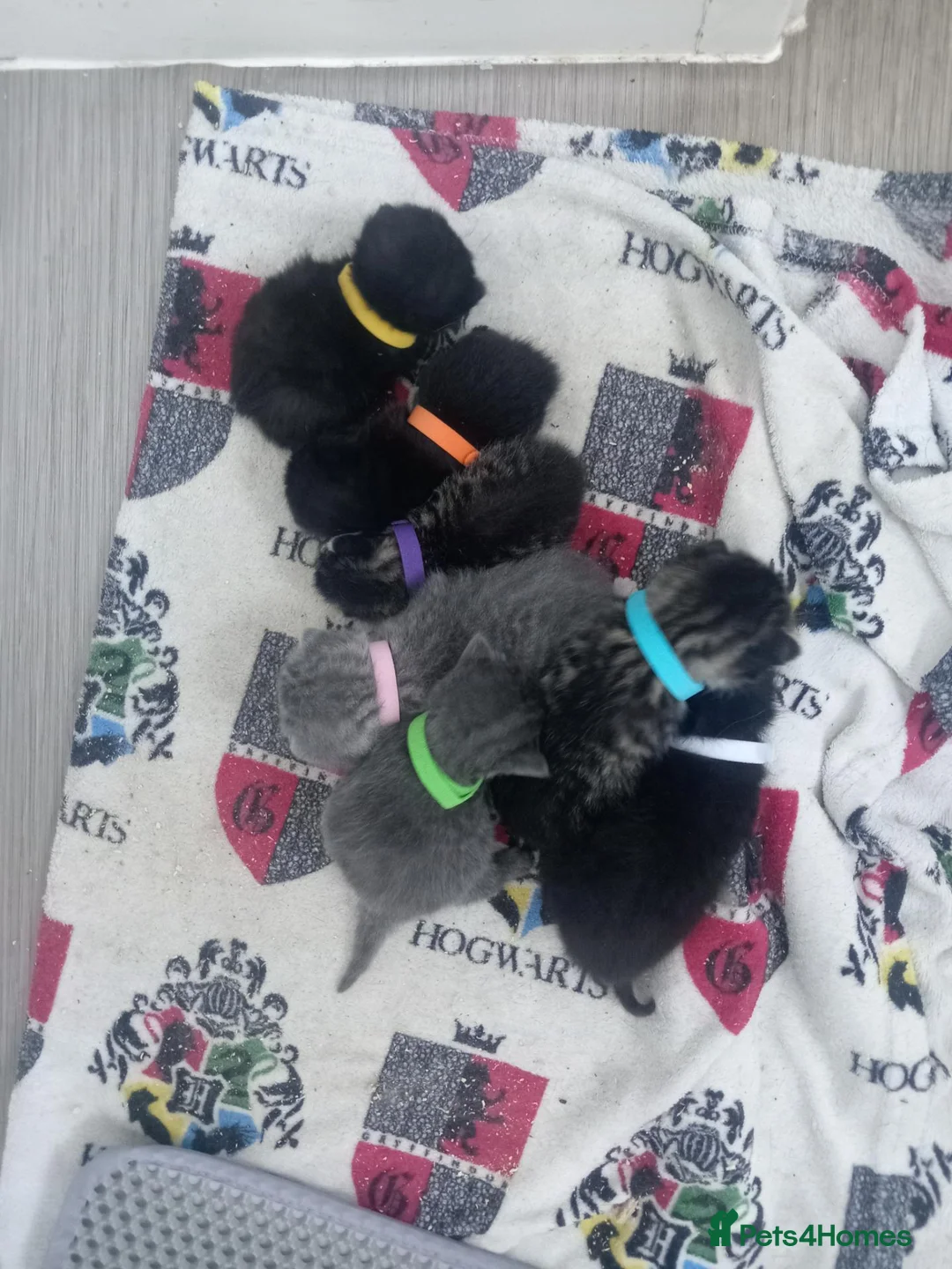 British Shorthair cats for sale: BSH CROSS kittens in Norwich - Advert 1