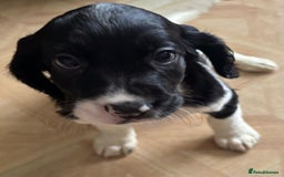 Sprocker dogs for sale: Sprocker puppies  - Image 3