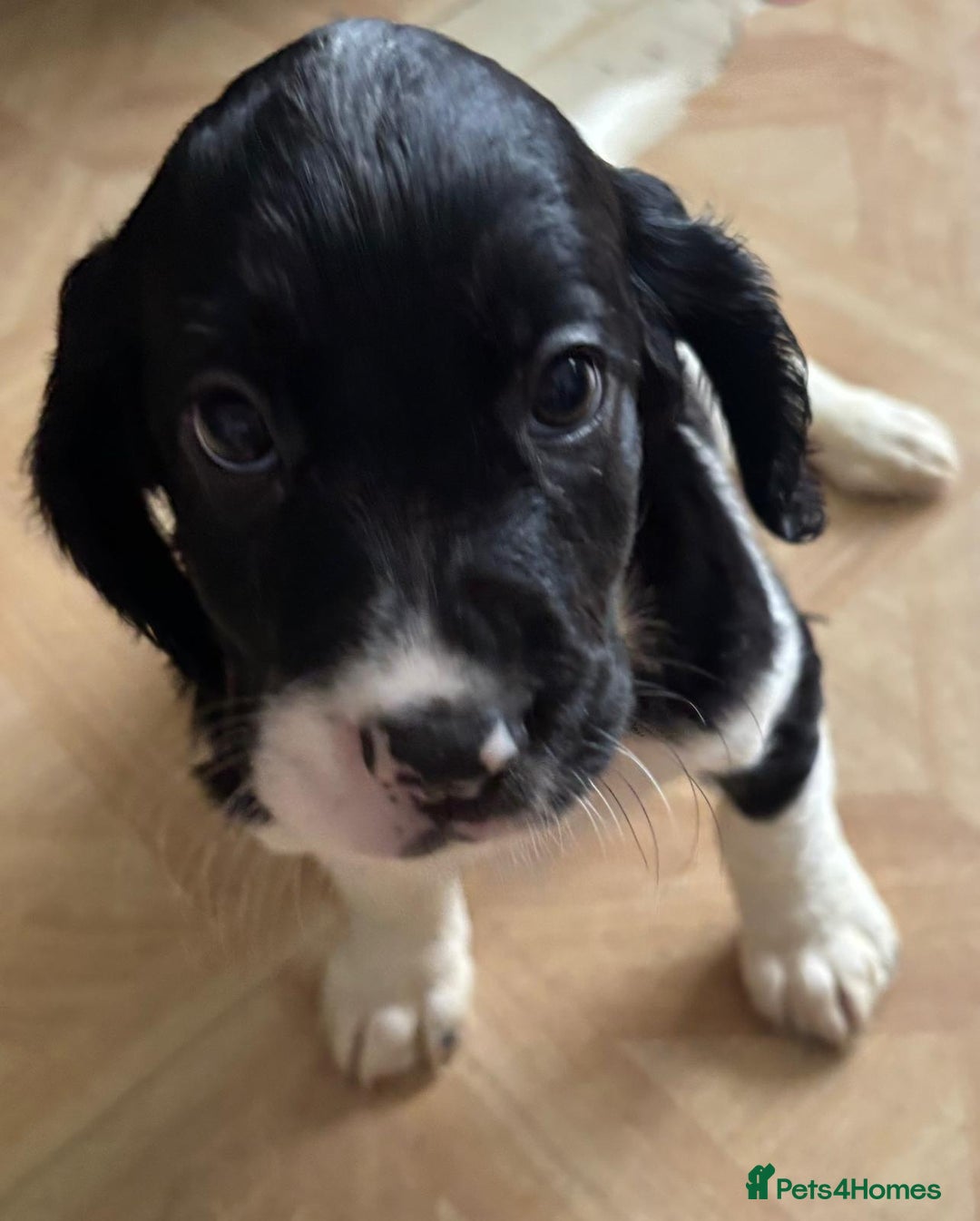 Sprocker dogs for sale: Sprocker puppies  - Image 3
