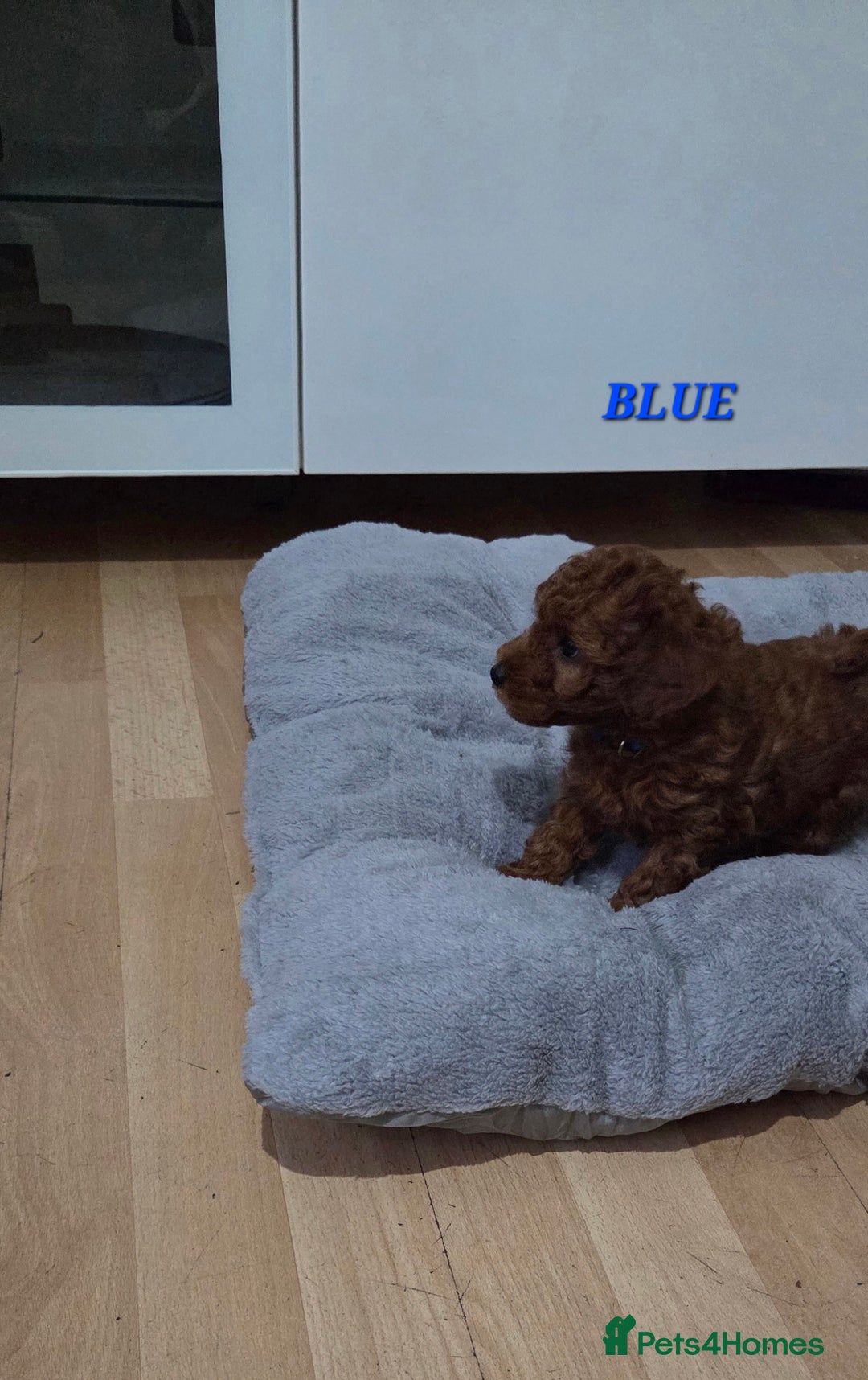 Mixed Breed dogs for sale: Toy / Aisan Poodle, Red Puppies - Advert 4