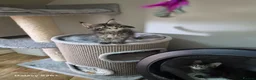 Maine Coon cats for sale: Licensed breeder-maine coon  - Advert 11