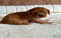 Cavapoo dogs for sale: Extensively Health Tested Cavapoo Puppies  - Image 12