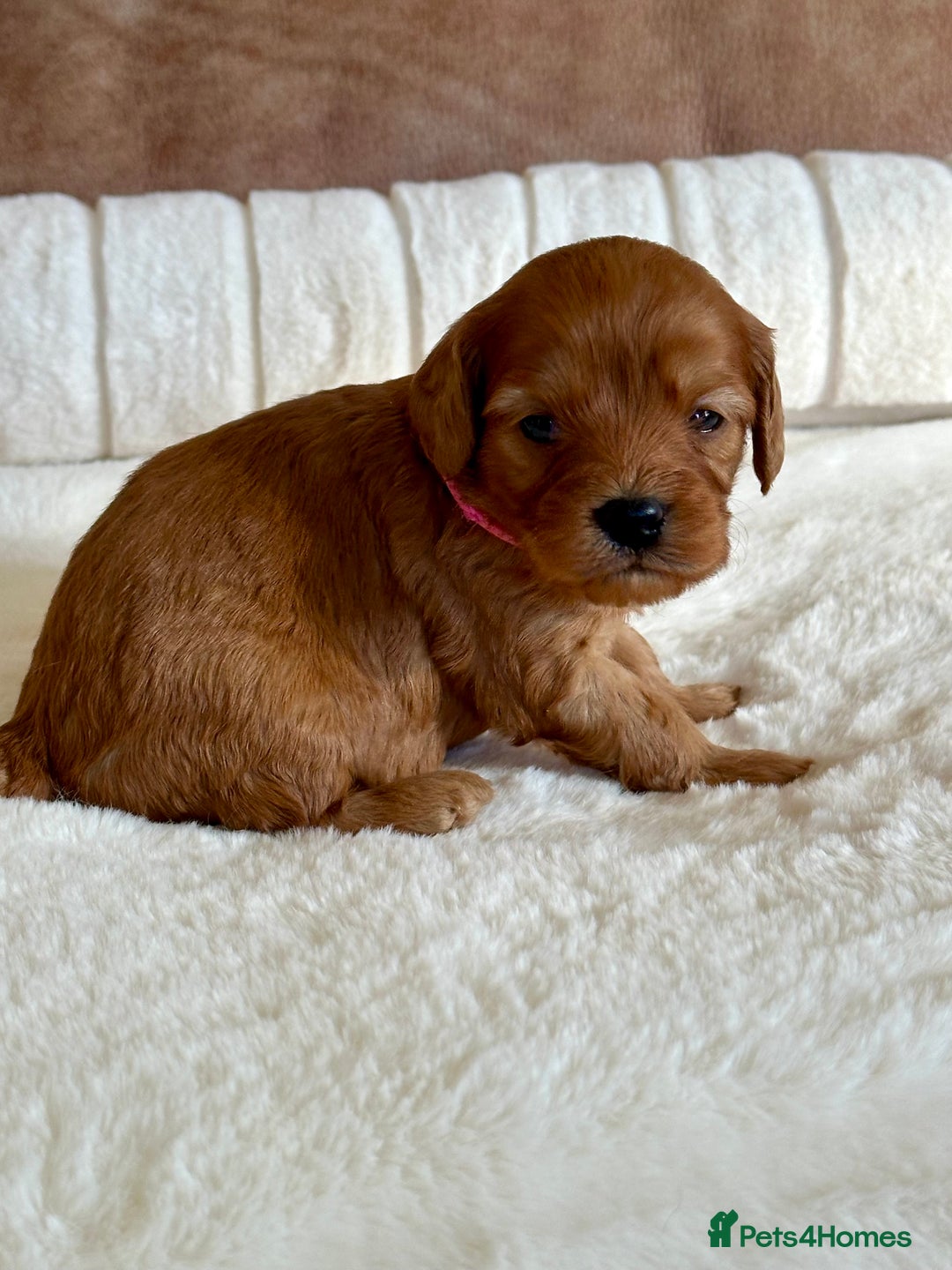 Cavapoo dogs for sale: Extensively Health Tested Cavapoo Puppies  - Image 12