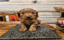 Cockapoo dogs for sale: F2 cockapoo boys 1 left available  - Advert 31