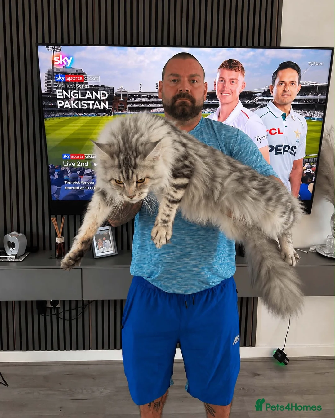Maine Coon cats for stud: XXL RUSSIAN GIANT MAINE COON STUD  - Advert 1