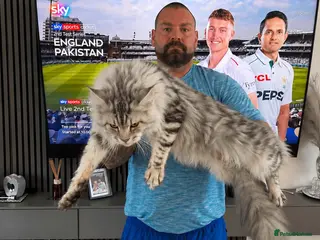 Maine Coon cats XXL RUSSIAN GIANT MAINE COON STUD - Advert 6
