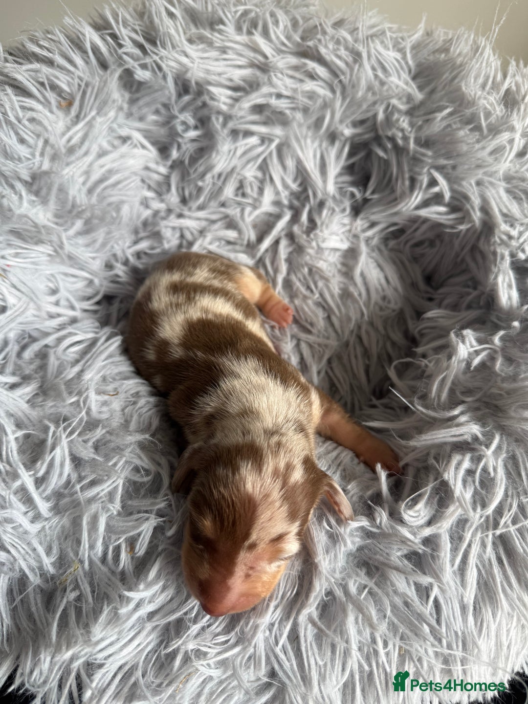 Miniature Dachshund dogs for sale: KC Mini Dachshunds (short hair)  - Image 4