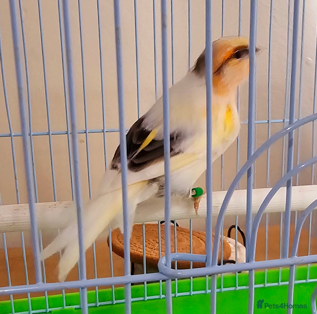 Canaries birds for sale: Stunning Canaries with cage - Image 7