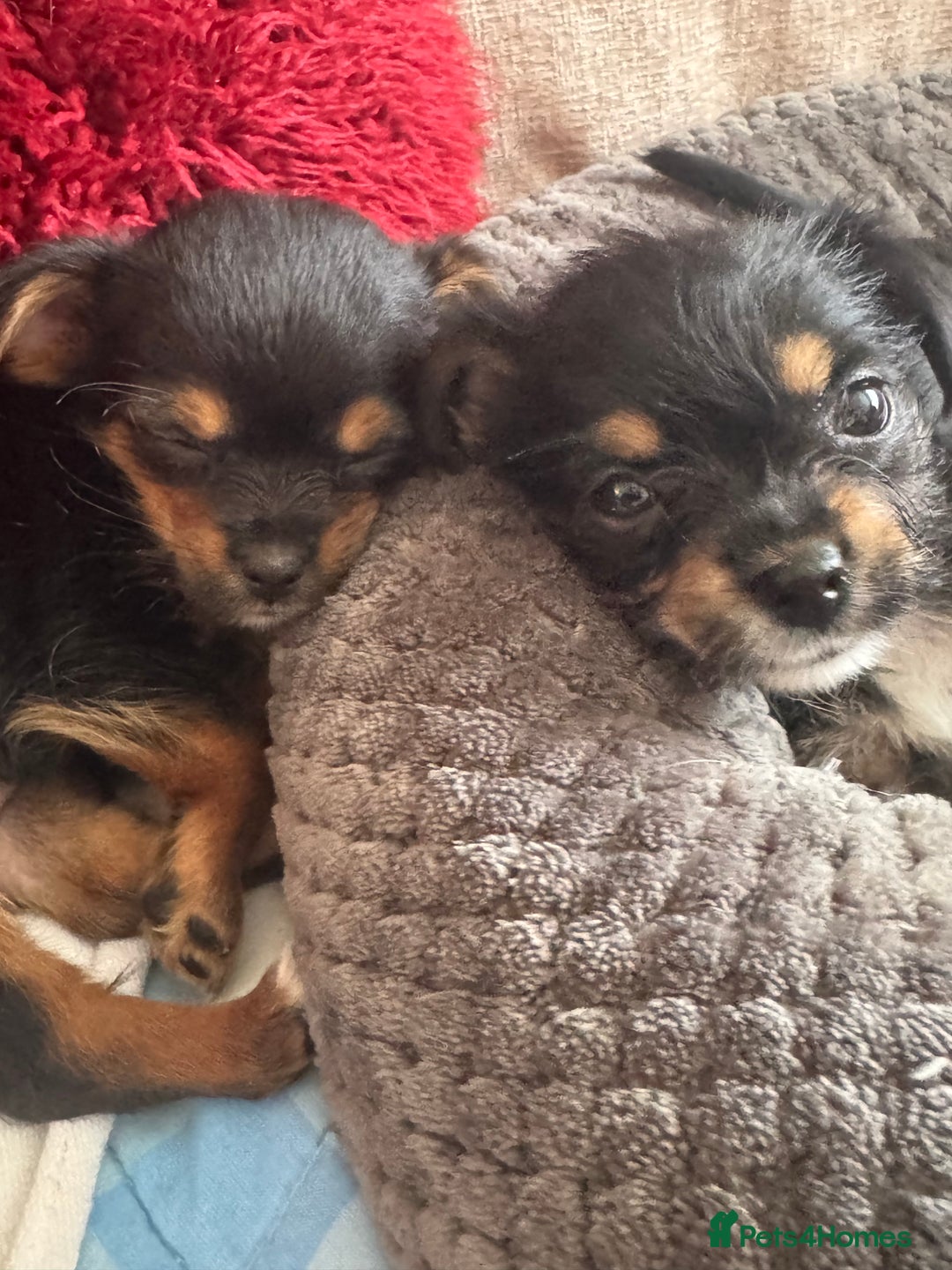 Chorkie dogs for sale: Chorkie pups - Image 2