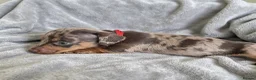 Miniature Dachshund dogs for sale: Miniature Dachshund Puppies - Advert 12