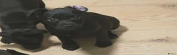 Patterdale Terrier dogs for sale: Patterdale Puppies - 5 Beautiful Bitches - Advert 19