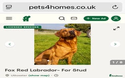 Labrador Retriever dogs for sale: KC Reg Stunning Litter from working parents - Image 4