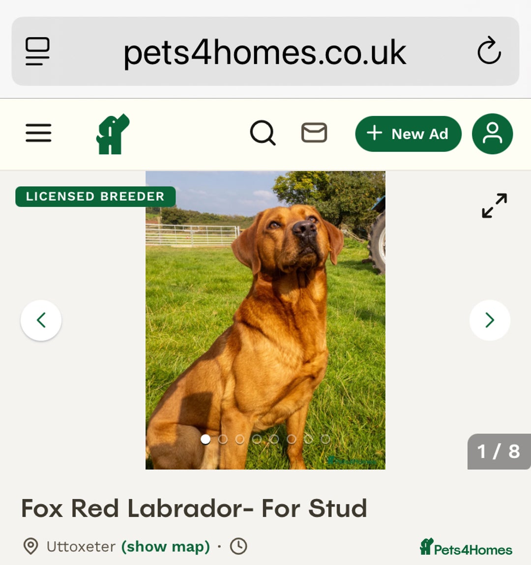 Labrador Retriever dogs for sale: KC Reg Stunning Litter from working parents - Image 4