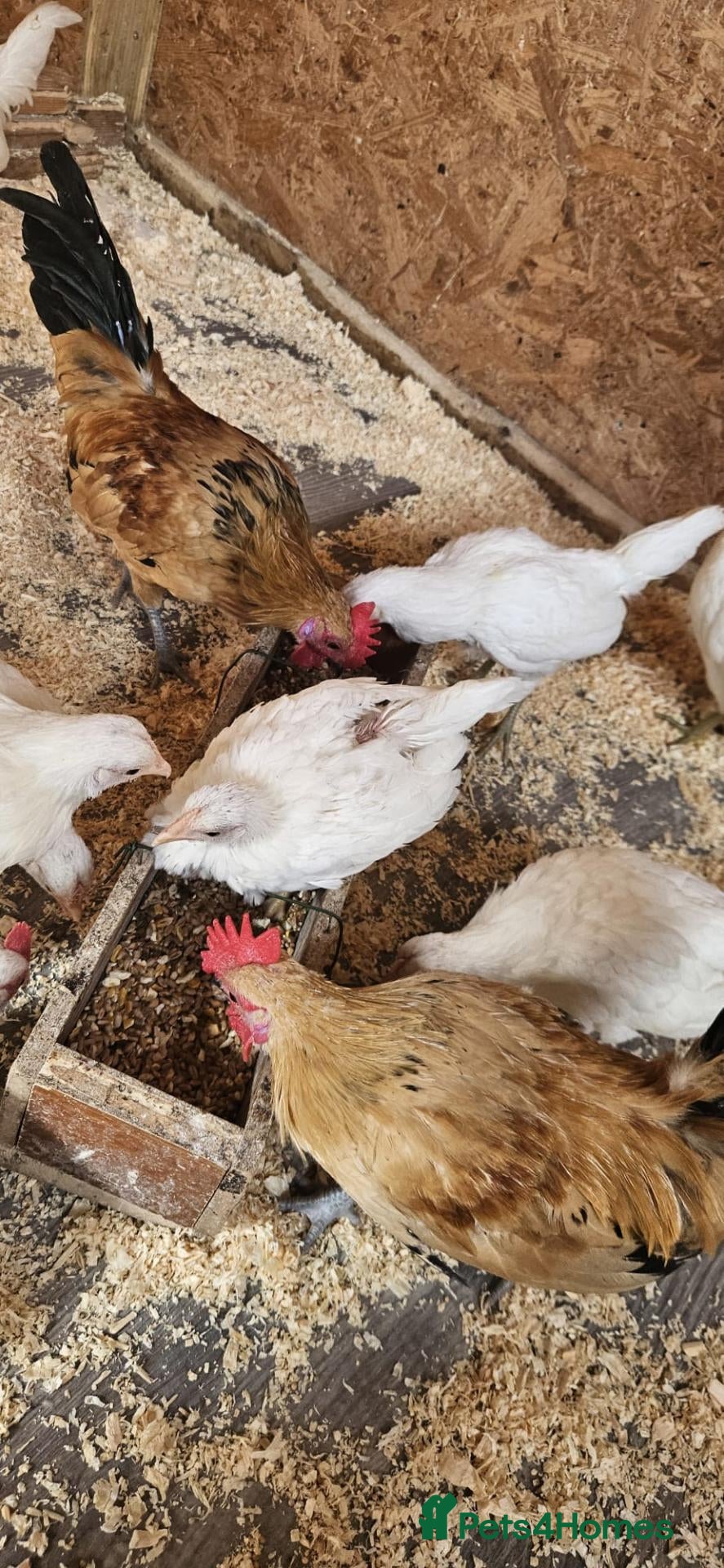 Chickens poultry 🐓 Serama Bantam Roosters 🐓  - Advert 2